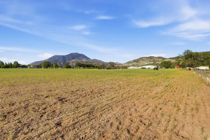 Expansive agricultural field with emerging crops