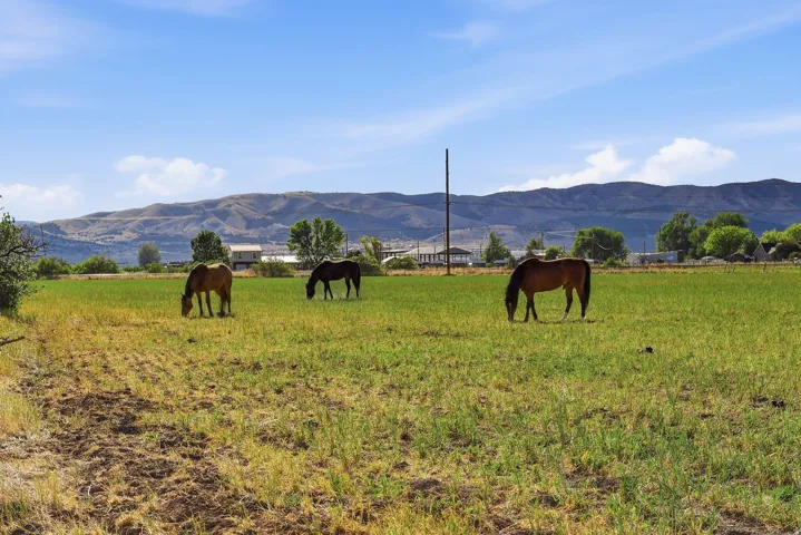 Expansive green pasture with a backdrop of distant mountains