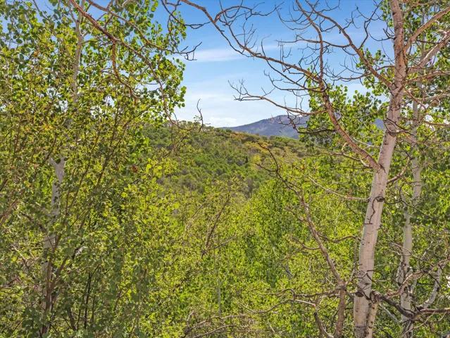Expansive tree-covered landscape with distant mountains under a clear sky