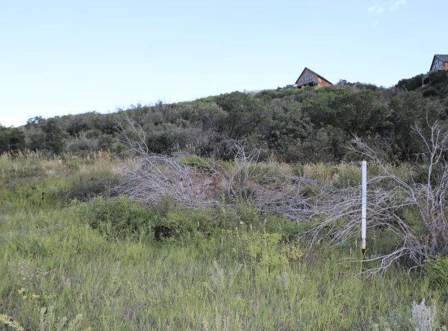 View of local wilderness