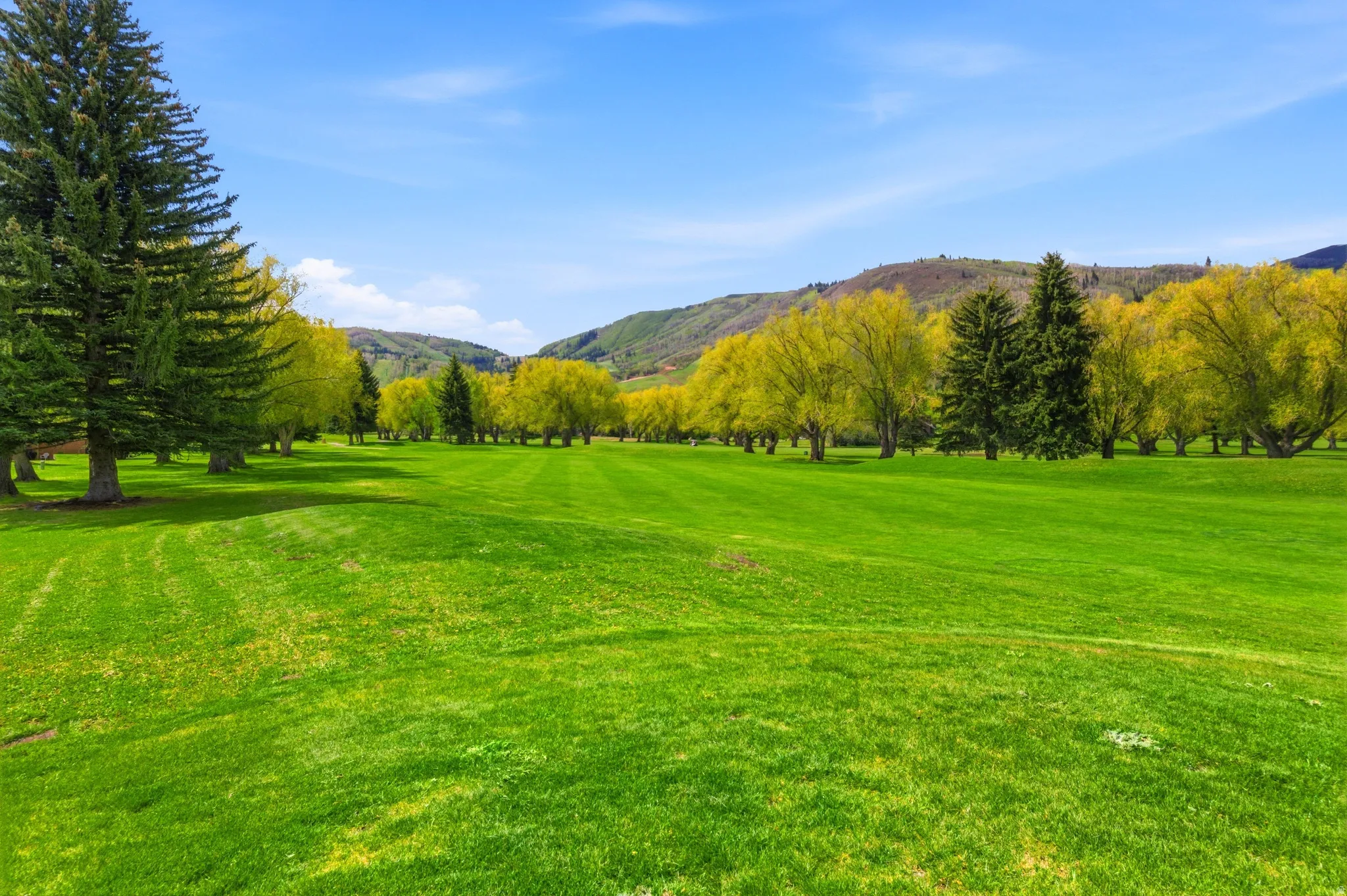 Expansive green space featuring a manicured lawn, mature deciduous trees, evergreen trees, and distant mountainous terrain