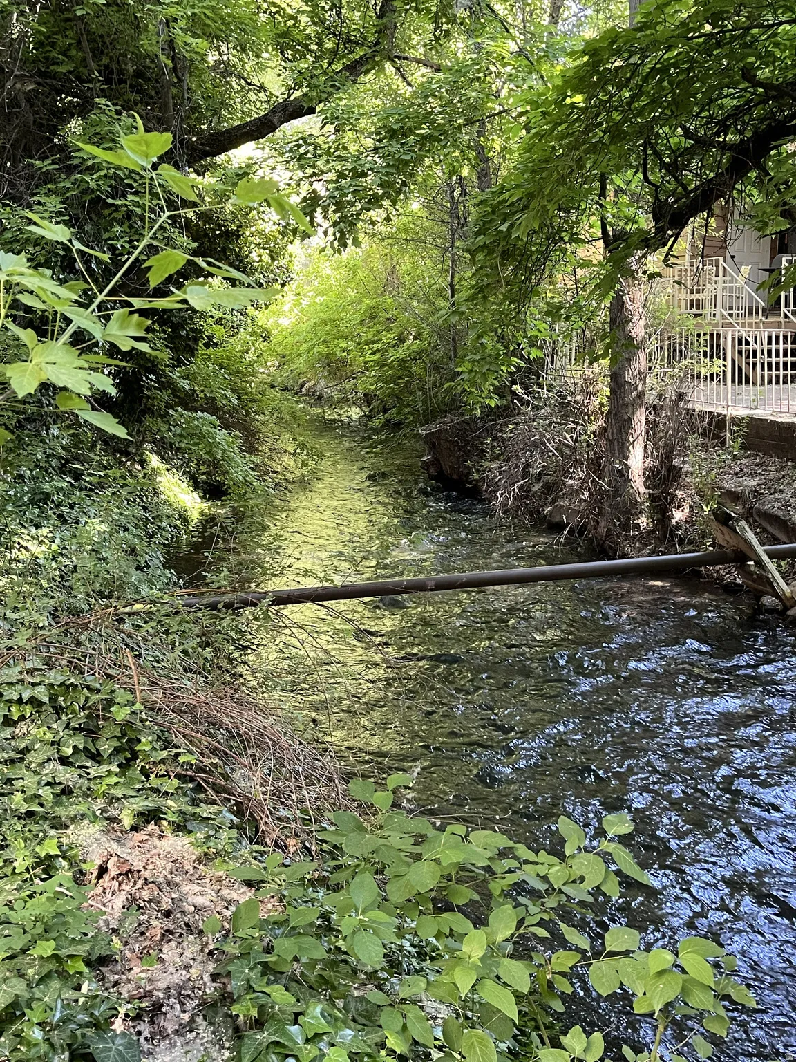 Natural creek flowing through a verdant landscape, featuring mature trees and lush foliage