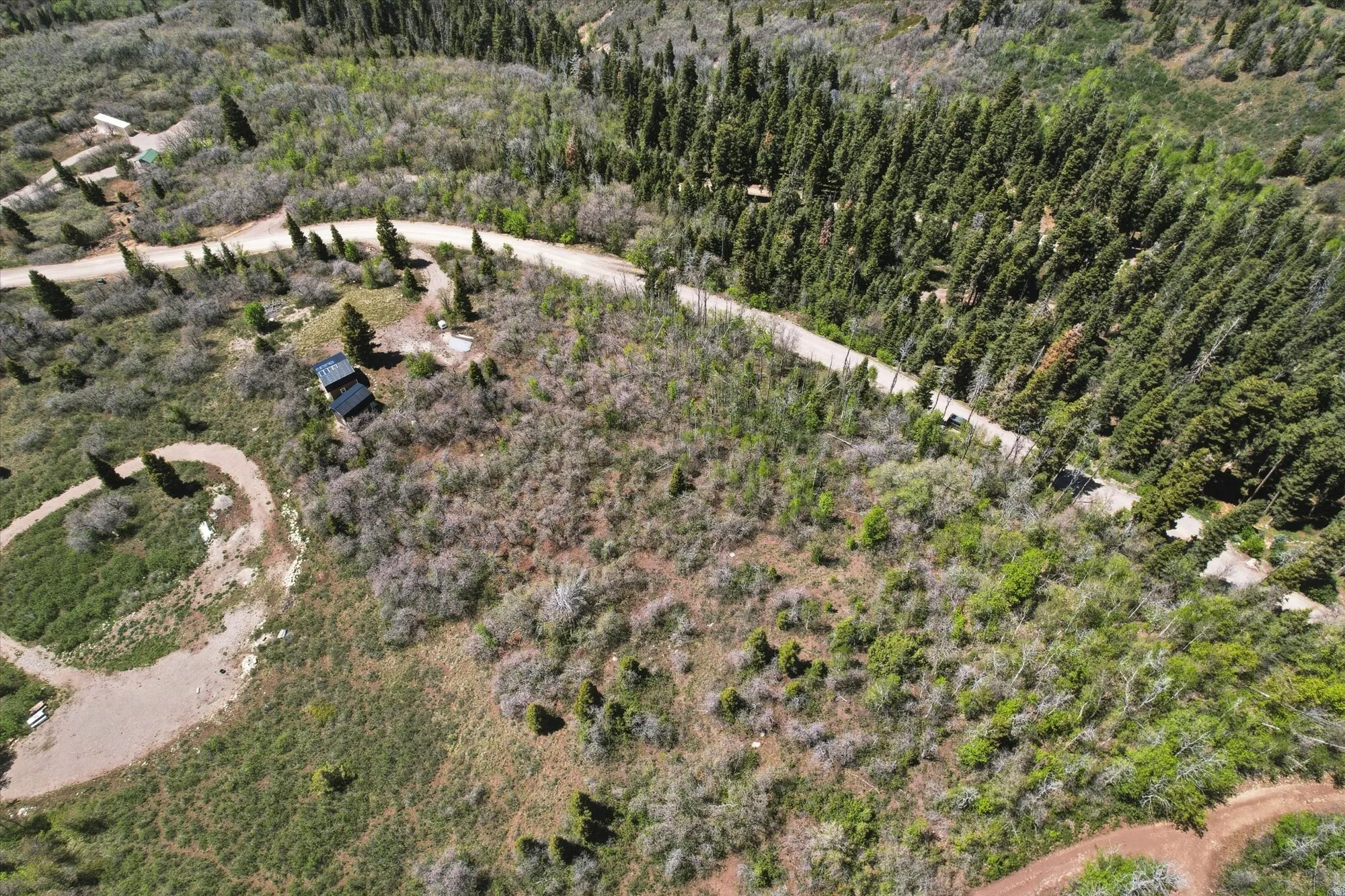 Wooded terrain featuring a dirt road, multiple evergreen trees, and varying vegetation