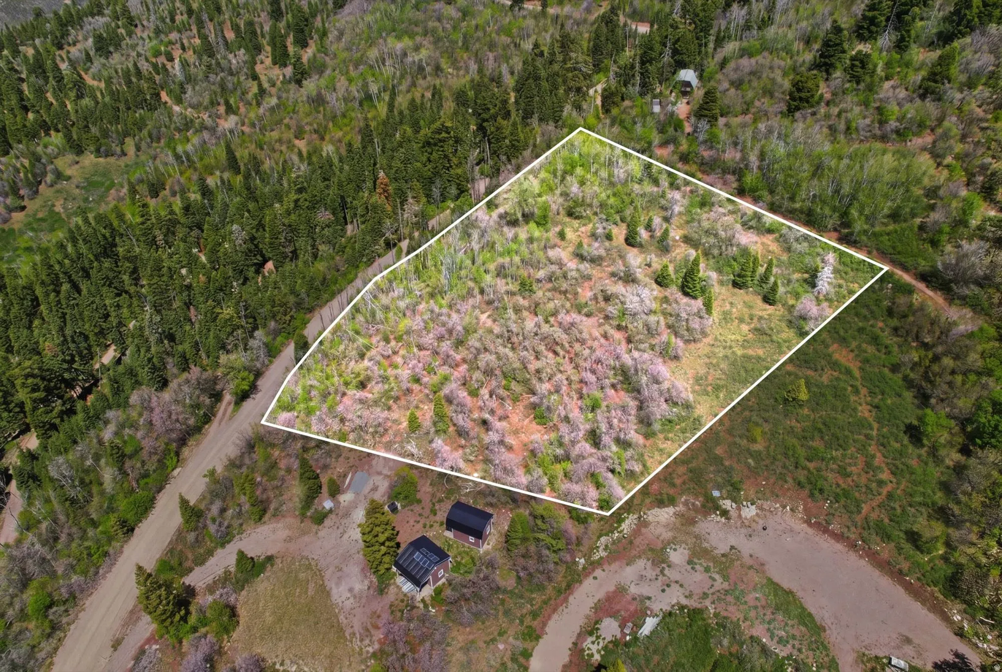 Expansive treed parcel featuring a distinct boundary line, varied natural vegetation, and a clear dirt road frontage