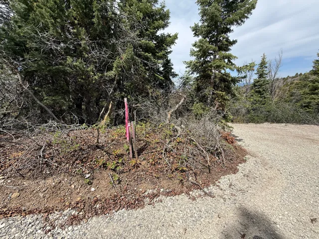 Gravel surface with surrounding natural foliage and mature evergreen trees