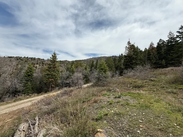 Rolling terrain featuring mature evergreen trees and a visible dirt road