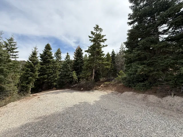 Gravel surface surrounded by mature evergreen trees and natural landscaping