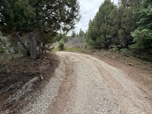 Gravel road winding through a wooded landscape featuring mature evergreen trees and natural ground cover