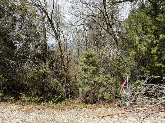 Mature trees and natural foliage define this wooded parcel