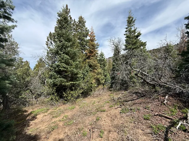 Natural landscape featuring diverse evergreen trees and undeveloped terrain