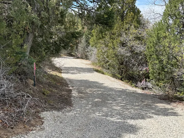 Gravel driveway surrounded by mature trees and natural landscaping