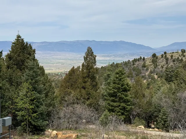 Expansive natural landscape with mature evergreen trees and distant mountain ranges