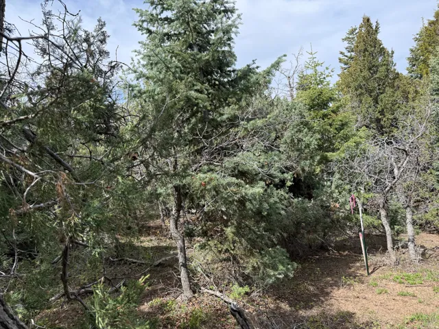 Wooded property featuring a variety of mature evergreen trees and natural ground cover