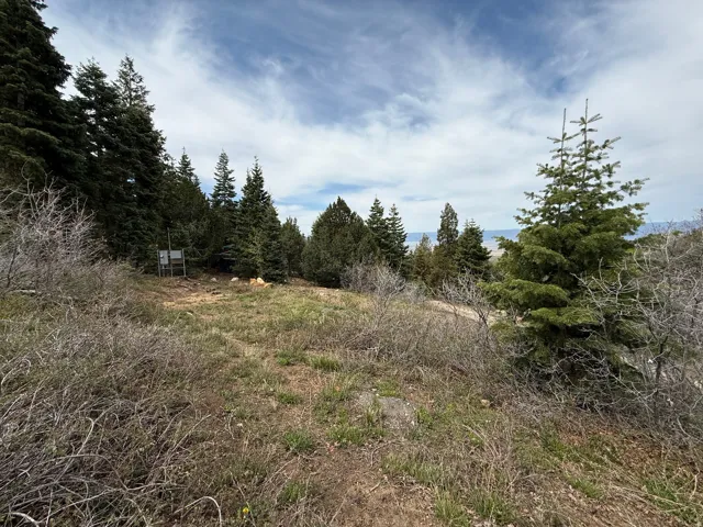 Wooded lot featuring mature evergreen trees and natural ground cover
