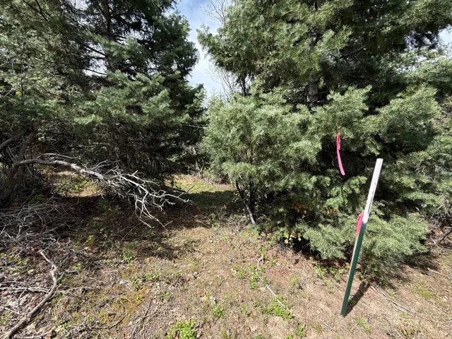 Expansive natural landscape featuring established evergreen trees and ground cover