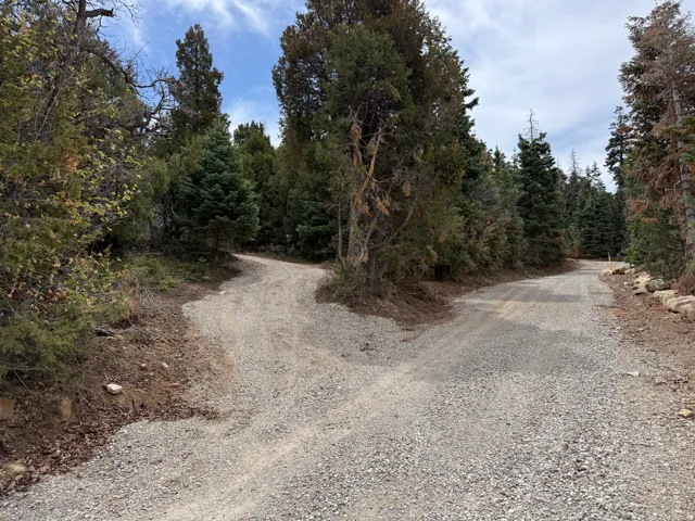 Gravel road fork surrounded by mature evergreen trees and natural ground cover