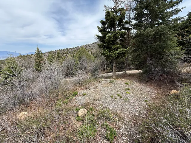 Elevated property featuring mature evergreen trees and natural ground cover