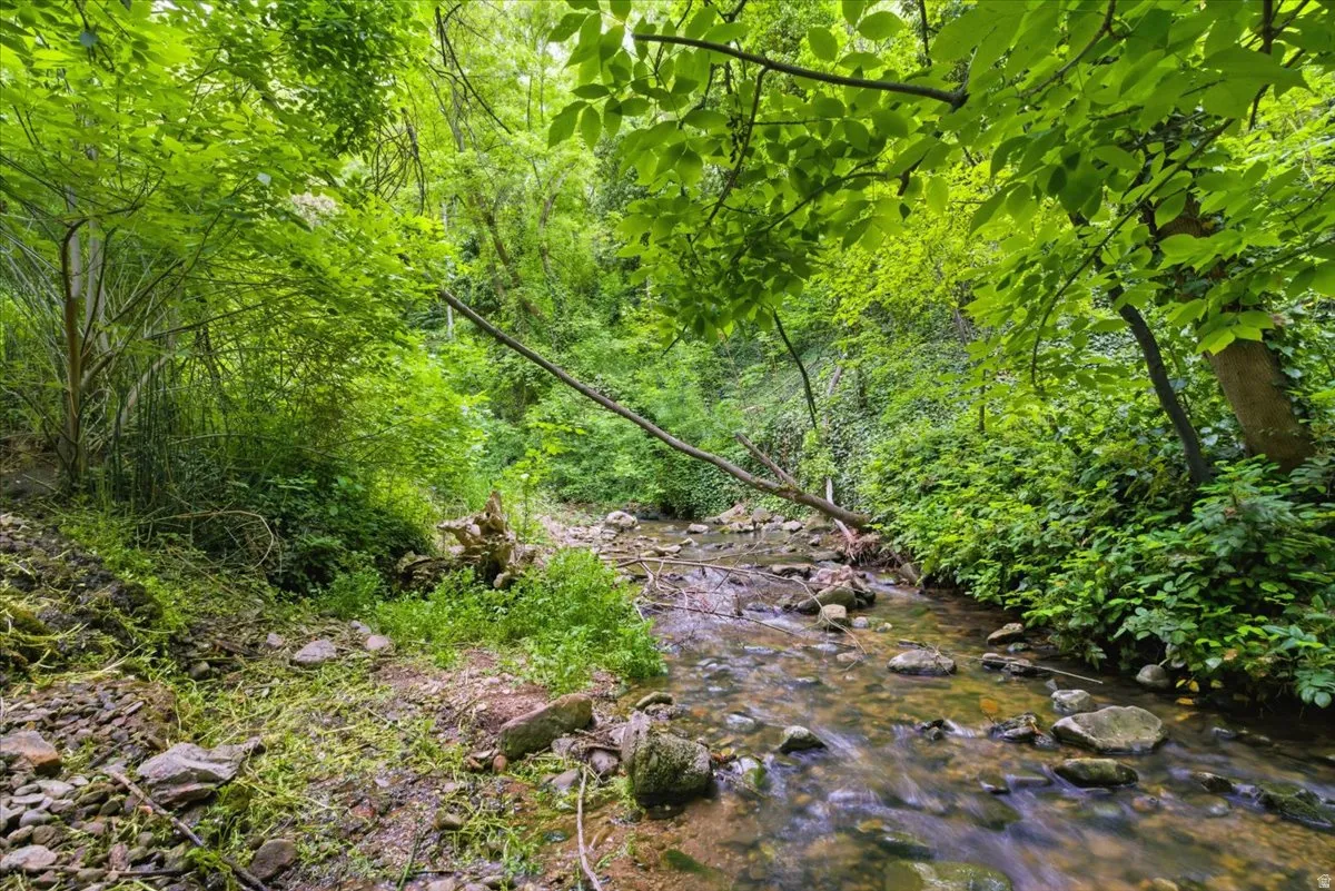 Natural stream flowing through a lush, verdant landscape with abundant foliage