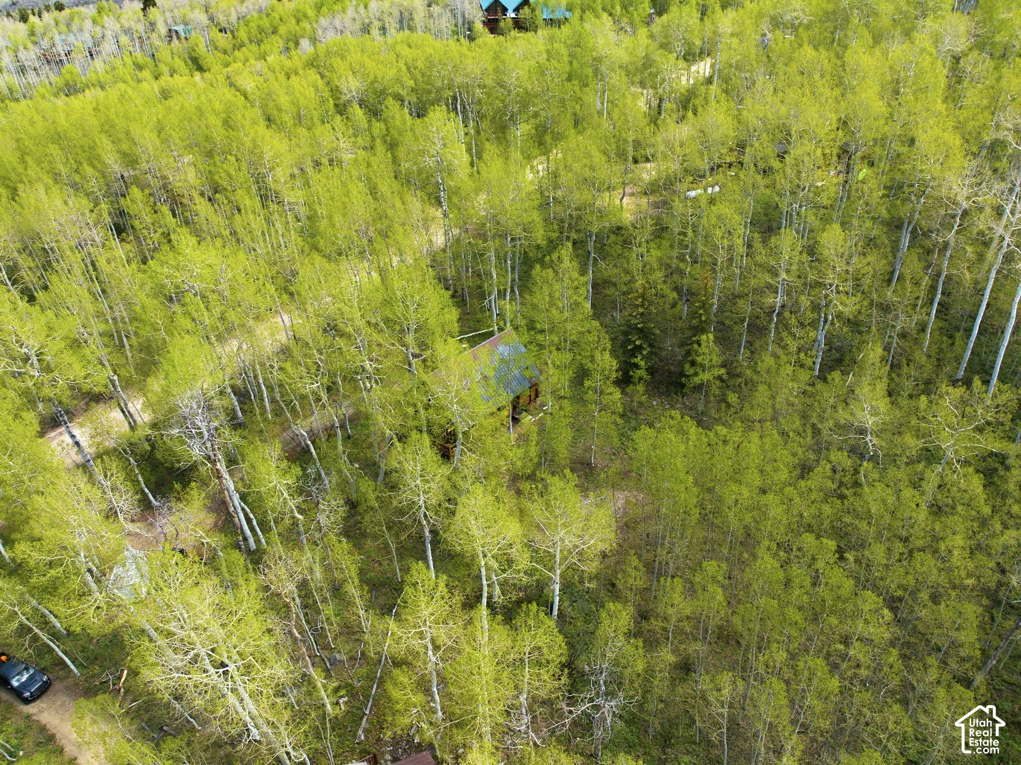 Extensive wooded parcel featuring dense deciduous trees and a secluded dwelling