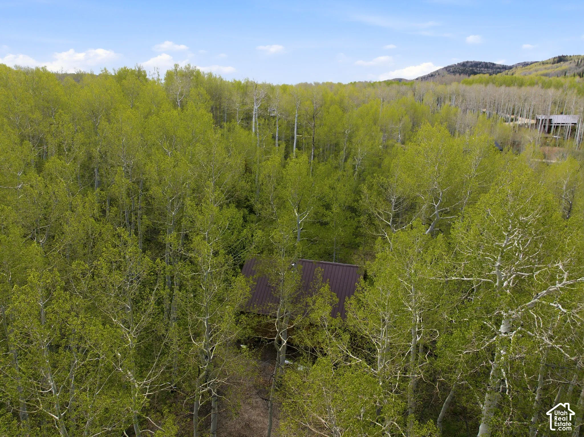 Secluded cabin featuring a dark brown metal roof, surrounded by mature deciduous trees with vibrant green foliage