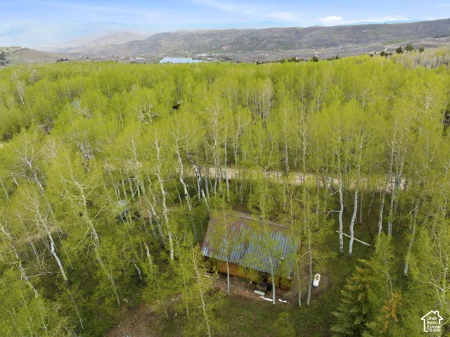 Wood-sided cabin nestled among a dense grove of mature aspen trees, featuring a metal roof