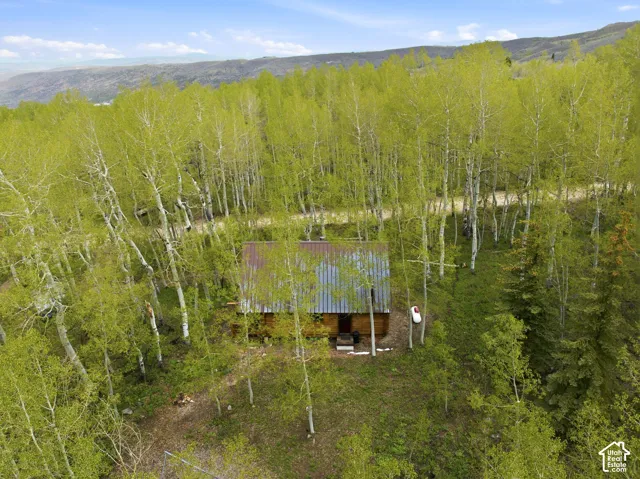 Rustic cabin with a metal roof surrounded by an abundance of mature trees, including a dense grove of aspen