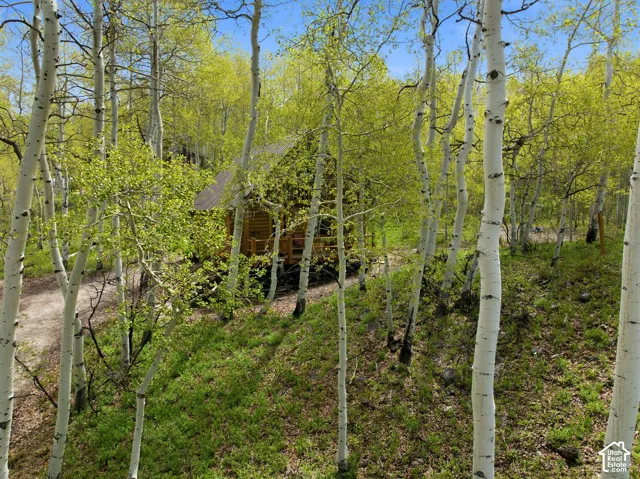 Secluded log cabin surrounded by an aspen forest with vibrant green foliage