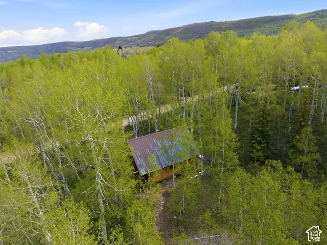 Rustic cabin nestled among abundant trees