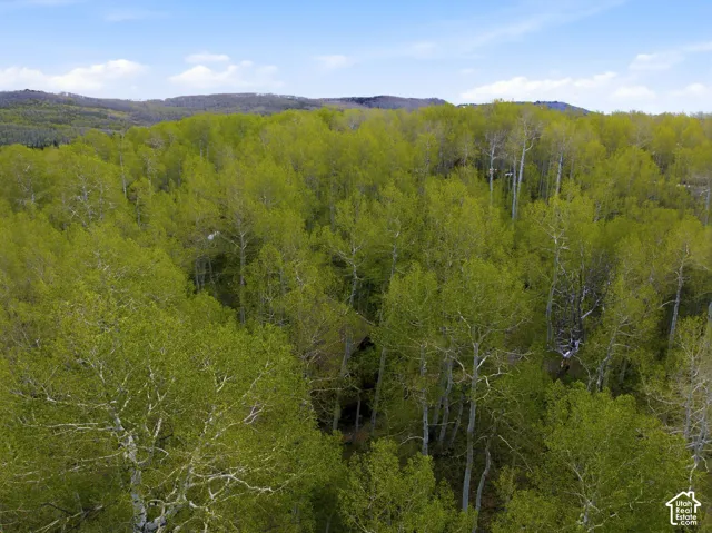 Lush tree canopy featuring extensive deciduous trees with light green foliage