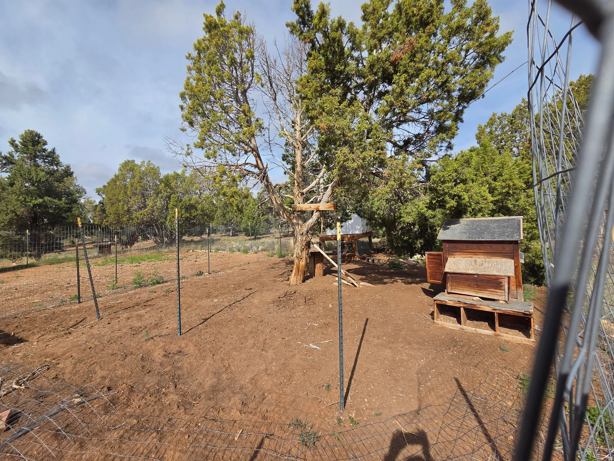Fenced Area and Chicken Coop
