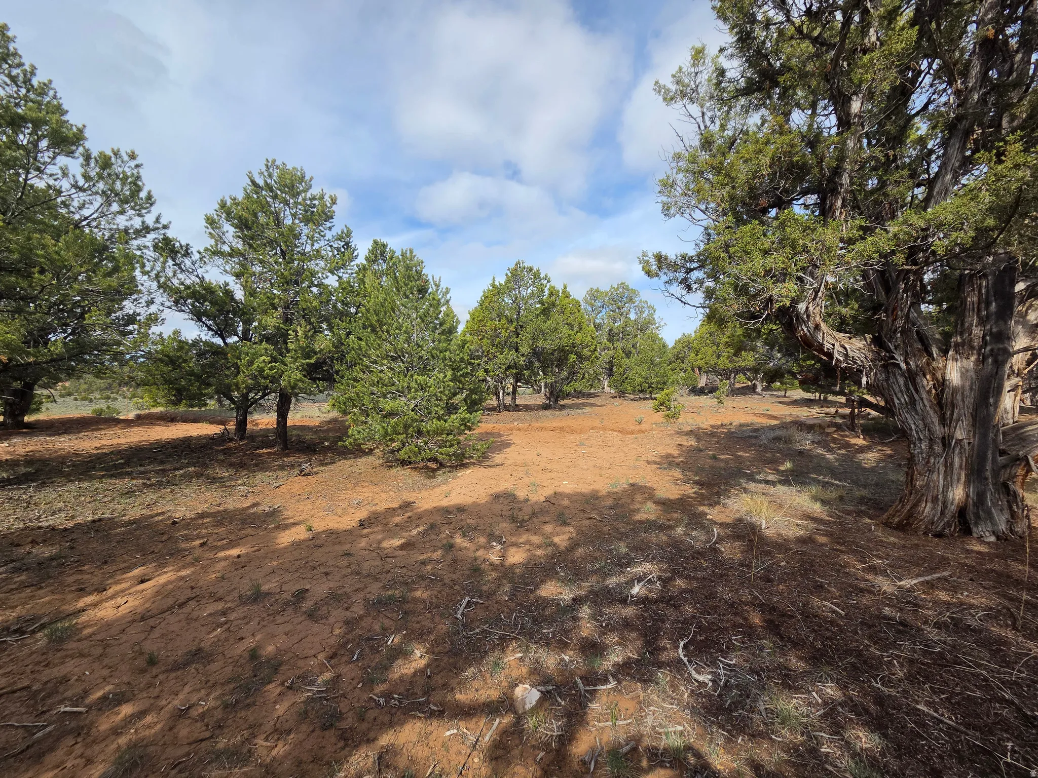 Beautiful Property Views - Large Trees!!