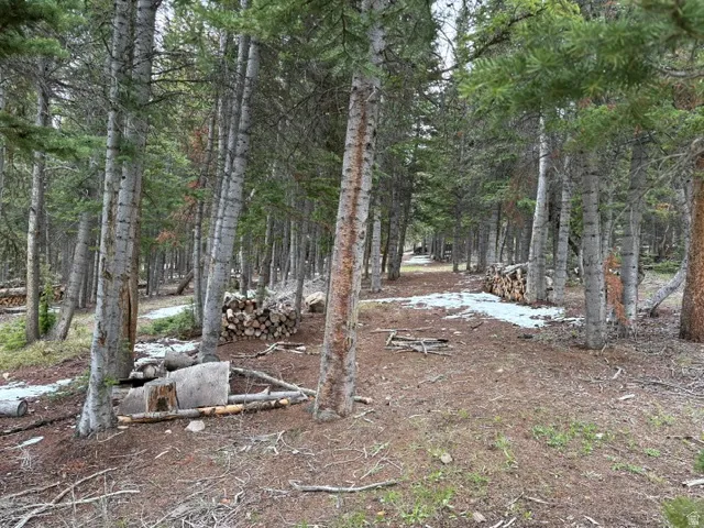 Wooded area around cabin