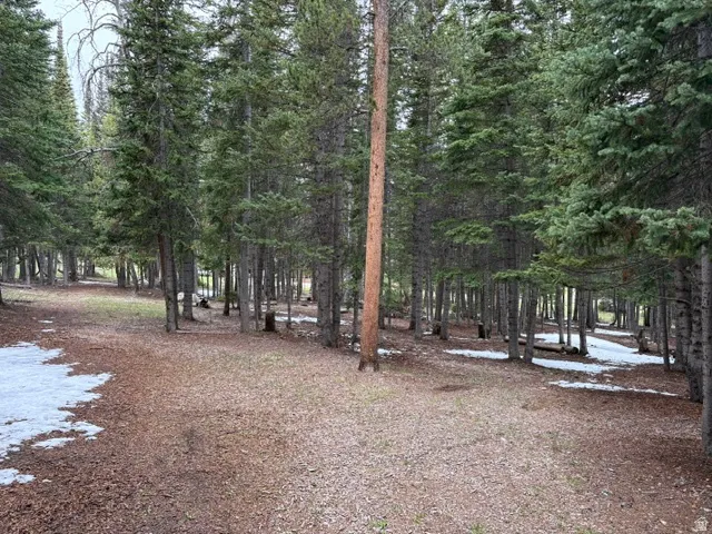 Wooded lot featuring mature, evergreen trees and a ground cover of natural pine needles, sparse grass and gravel