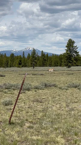 Expansive open land with a backdrop of evergreen forests and snow-capped mountains under a cloudy sky