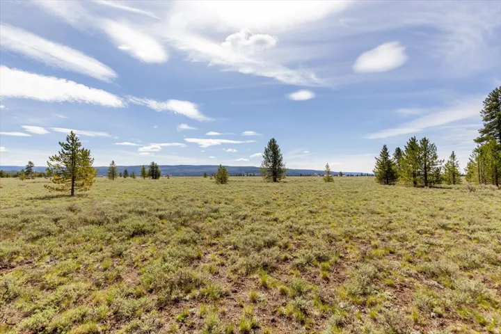 Expansive undeveloped land featuring mature evergreen trees and natural vegetation under a broad sky