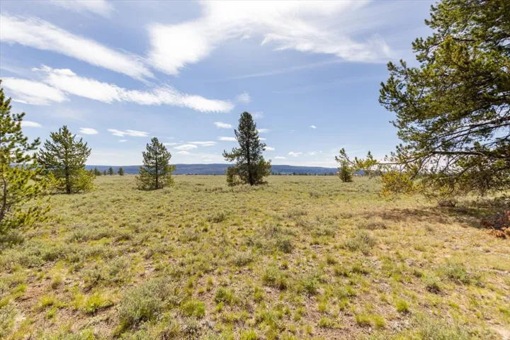 Expansive open land featuring scattered pine trees and a distant tree line