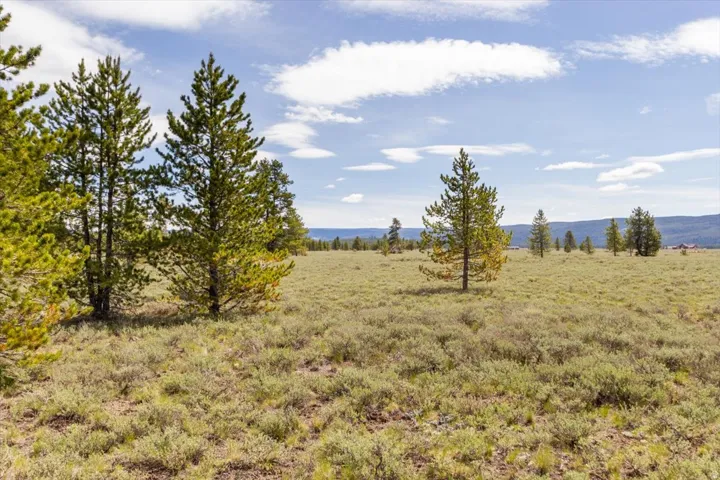 Expansive open space featuring scattered mature pine trees and natural ground cover