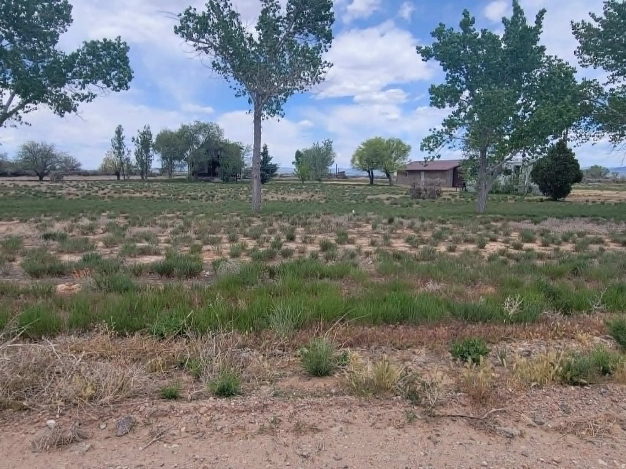 Expansive open land featuring natural ground cover and scattered mature trees under a wide-open sky