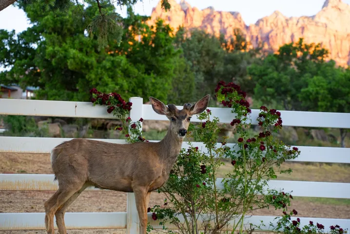 2428 Zion Park Bvld Hwy, Springdale, Utah 84767