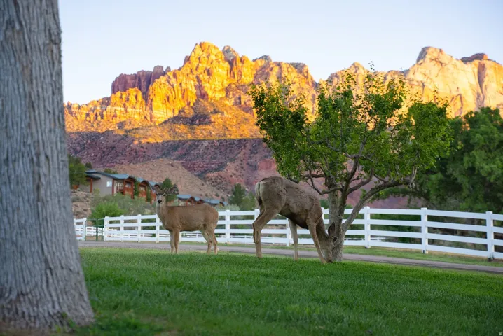 2428 Zion Park Bvld Hwy, Springdale, Utah 84767