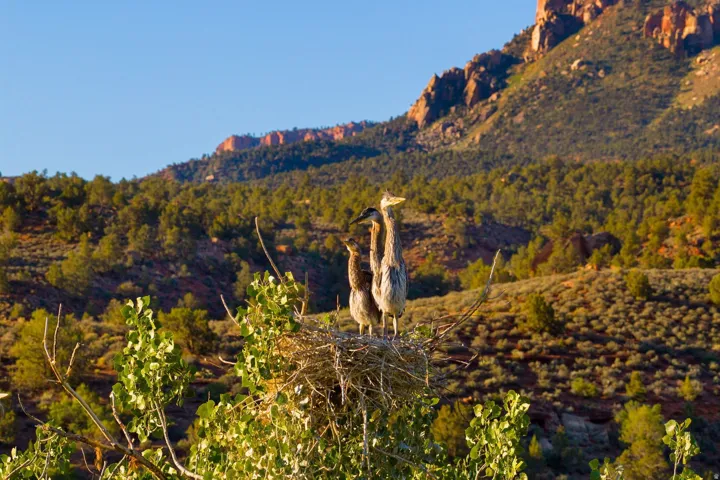 2428 Zion Park Bvld Hwy, Springdale, Utah 84767