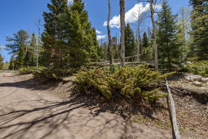 Wooded terrain featuring mature pine and aspen trees, natural ground cover, and a partial dirt path