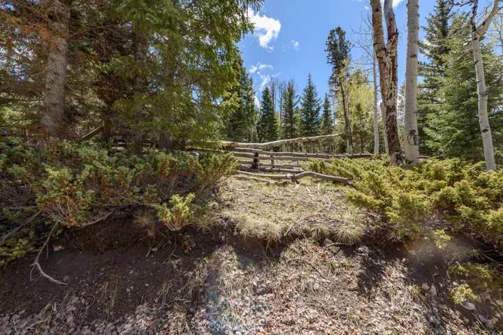 Natural landscape with a rustic wood fence, mature evergreen trees, and deciduous trees with white bark