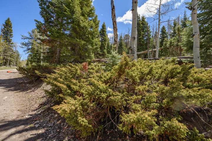 Lush evergreen shrubbery bordering a natural earth pathway, with mature pine and aspen trees in the background under a blue sky