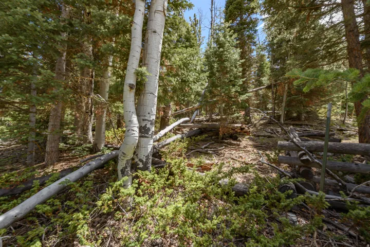 Wooded property featuring mature trees, natural ground cover, and fallen timber
