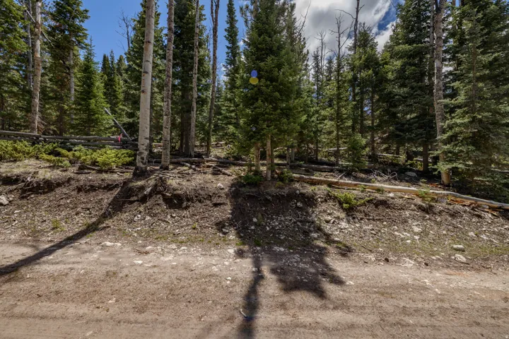 Natural woodland setting featuring varied tree species, including mature evergreens and aspens