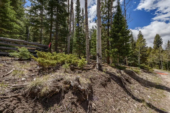 Wood rail fence bordering a natural landscape with established conifer and deciduous trees