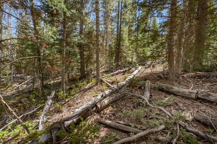 Wooded property featuring mature evergreen trees and natural ground cover