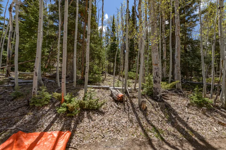 Forested land featuring mature aspen and evergreen trees with ground cover and natural debris