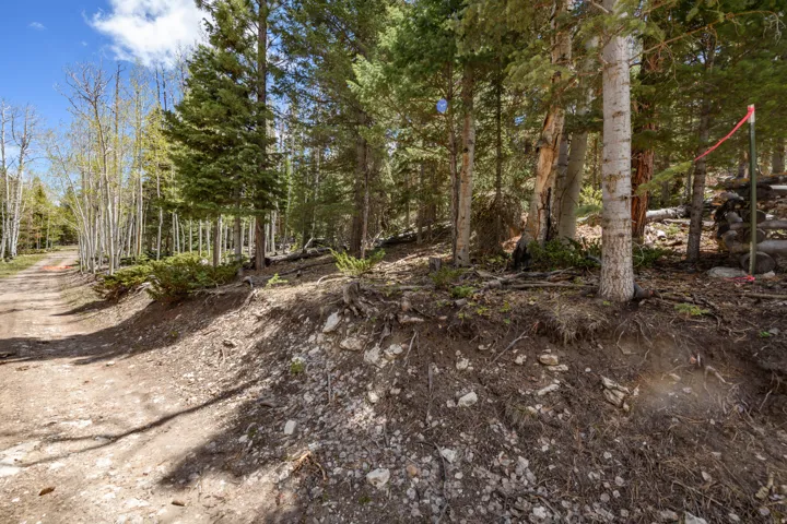 Wooded lot featuring a dirt path, mature aspen trees, evergreen trees, varied ground cover, and natural terrain